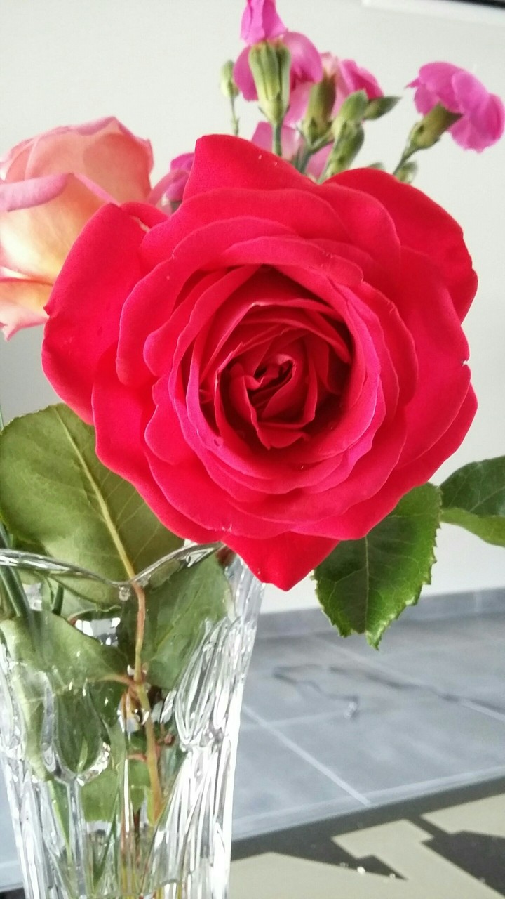 rose de mamie