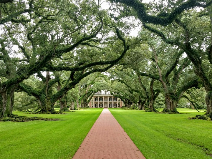 Alley of Oaks