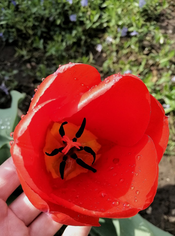 La tulipe