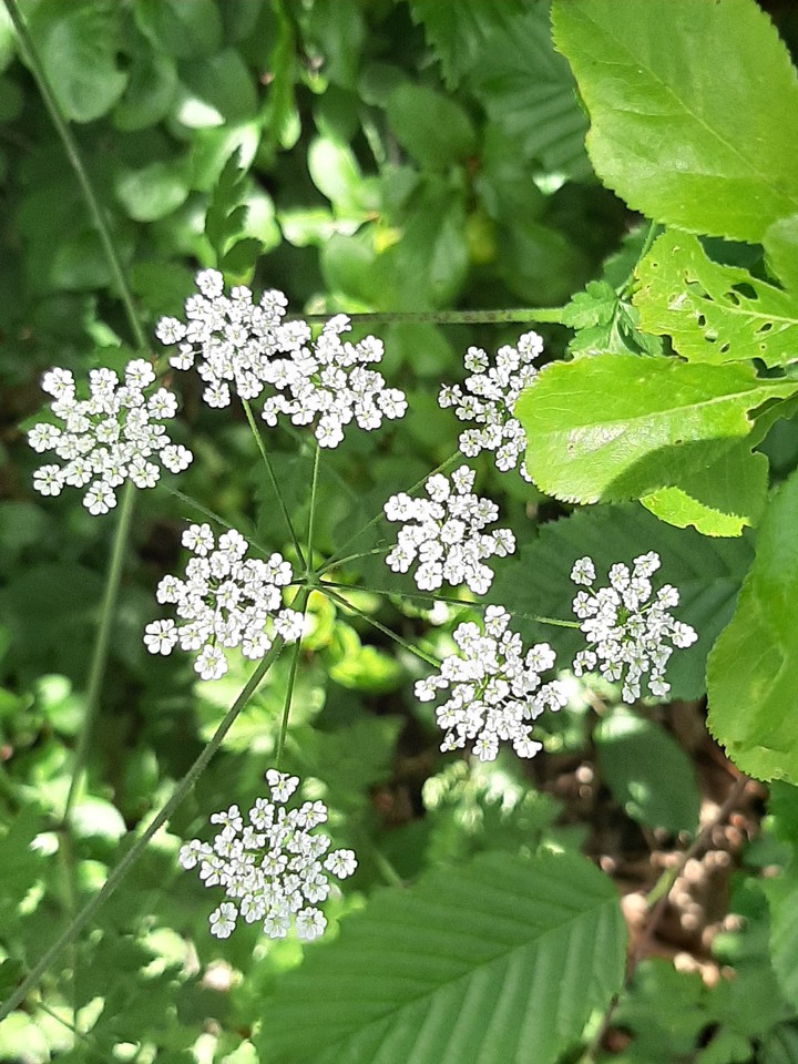 merveille de la nature