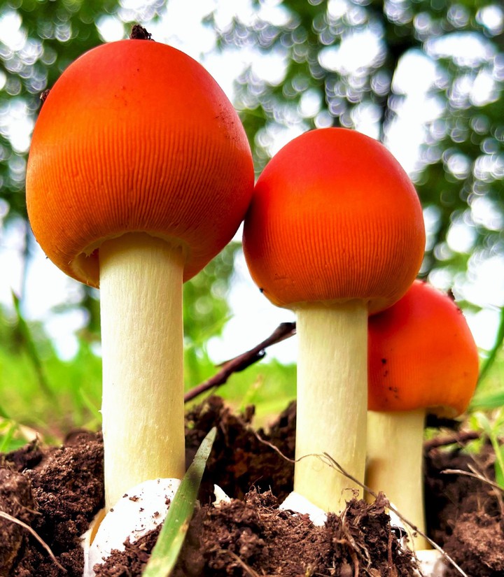 mushroom