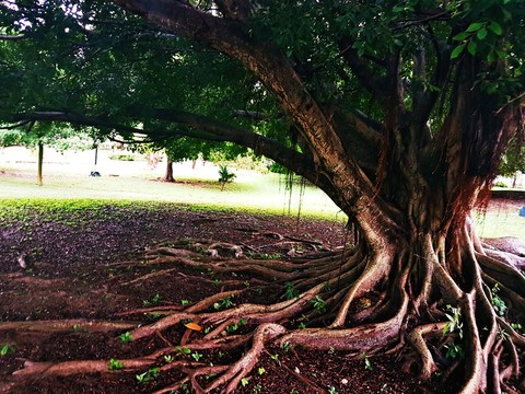 #tree #roots #green #beautiful #Naturaleza #Nature #Raiz