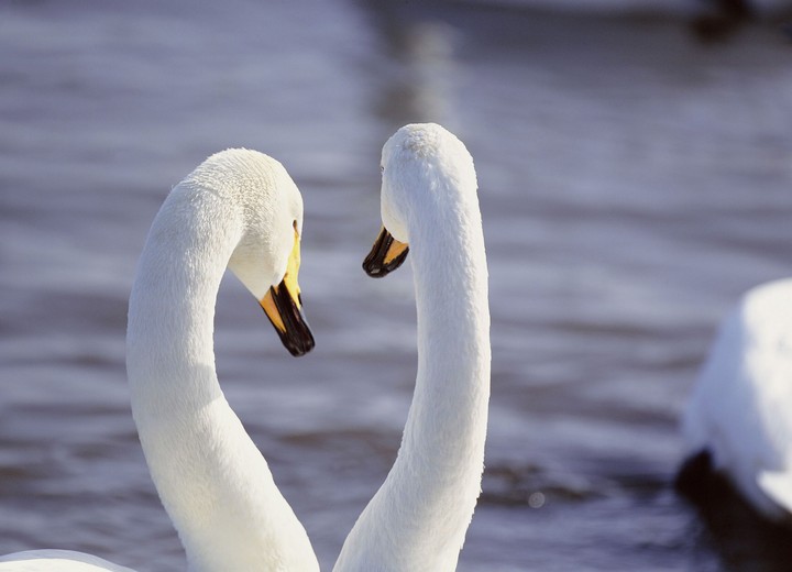 강아지와 동물들