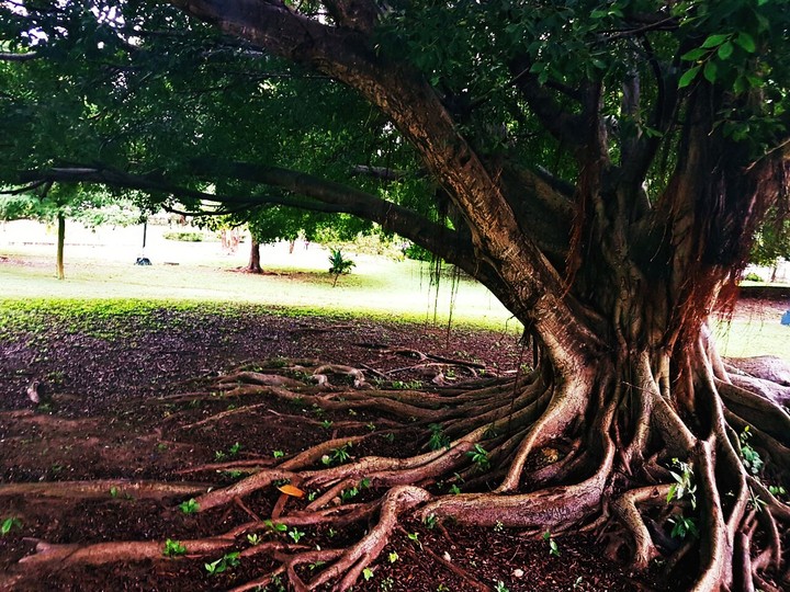 #tree #roots #green #beautiful #Naturaleza #Nature #Raiz
