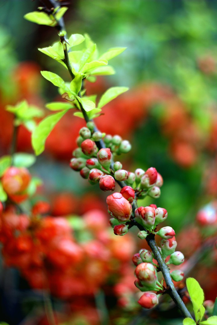 Guince buds