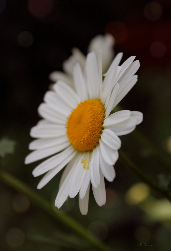 O.V.❀