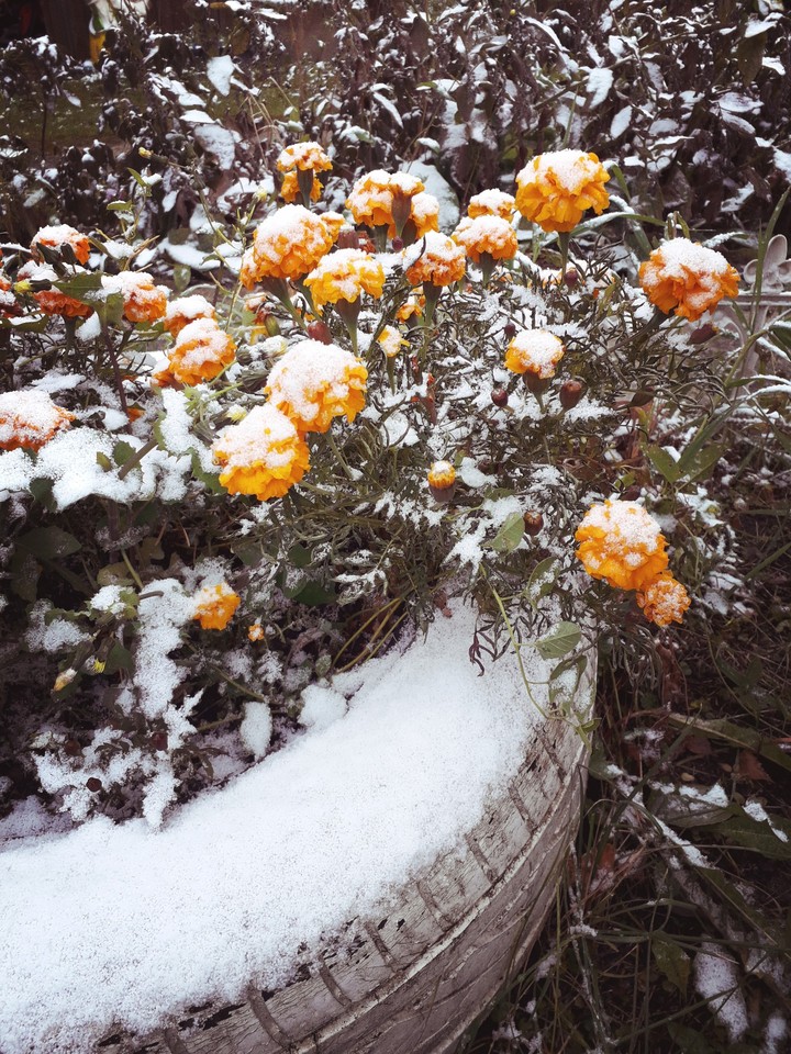 Снежный сад / Snow garden