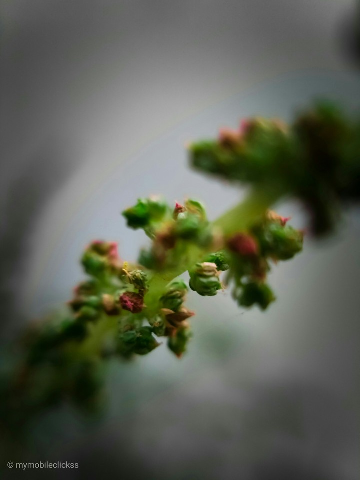 plant