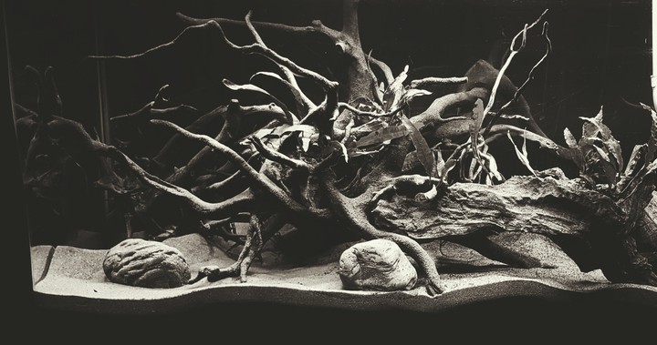 aquascape