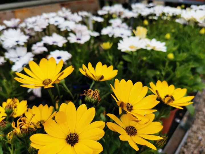 Daisies