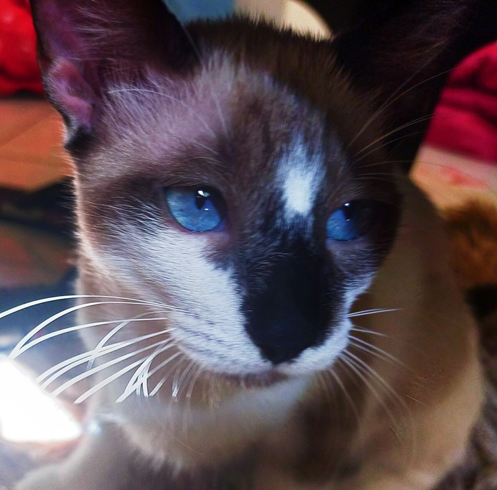 Cat Woth Blue Eyes