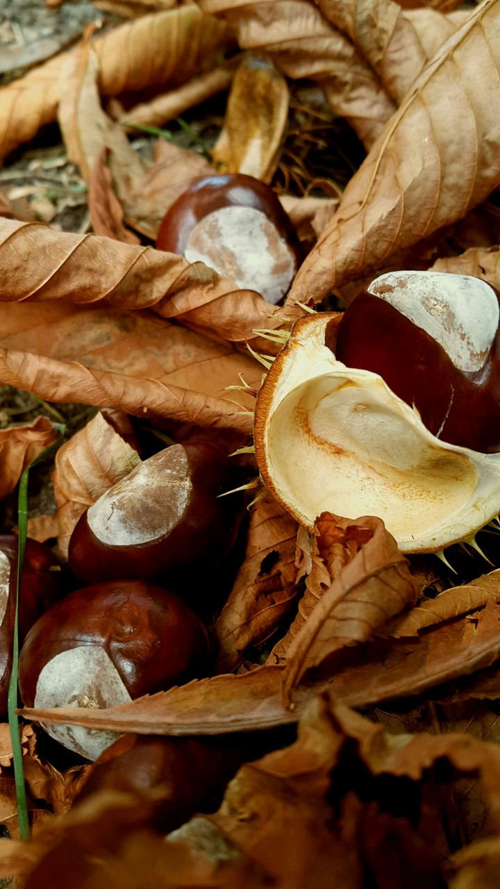 chestnuts