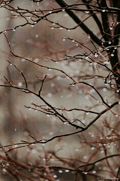 Rain ... winter ... trees