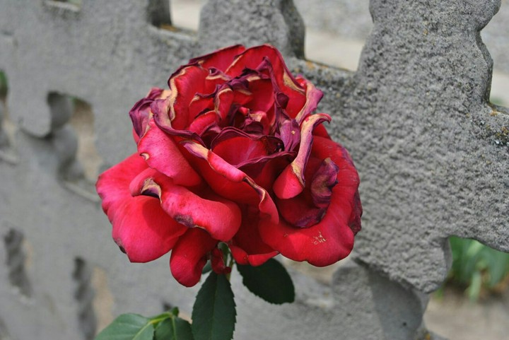 роза