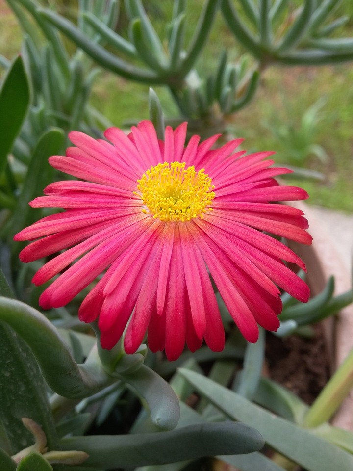 flower