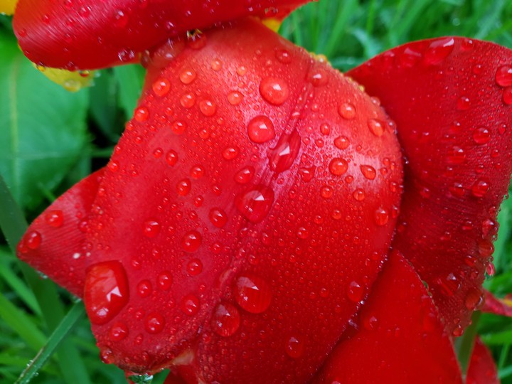 red