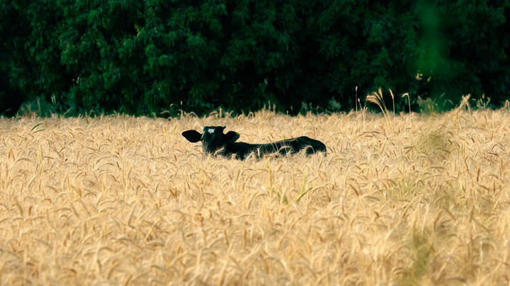a cow