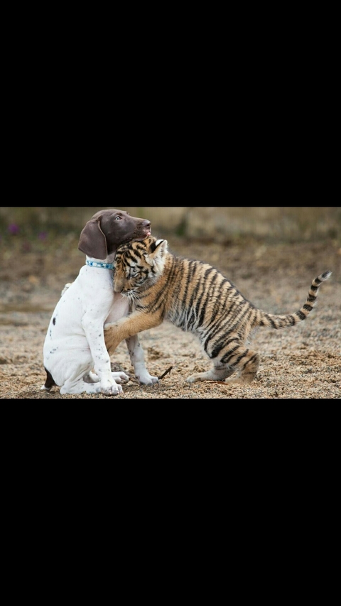 Friends For ever