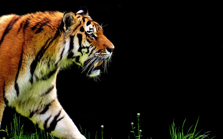 #bigcats#wildanimals#tigers