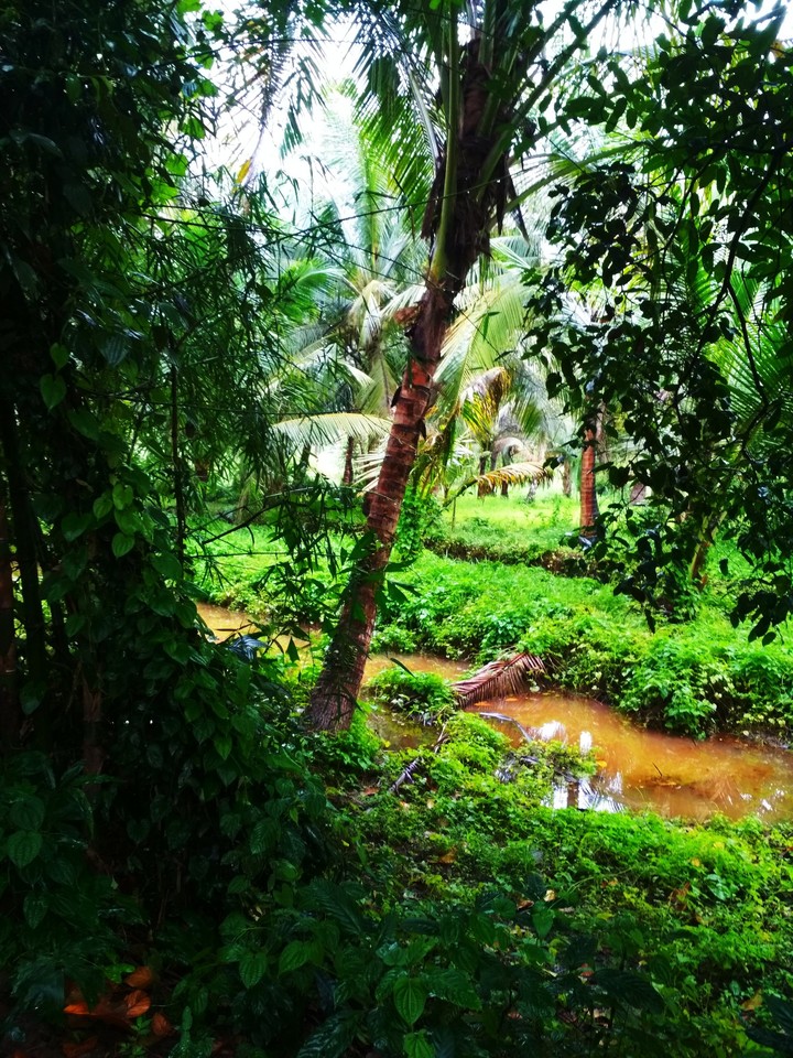 nature