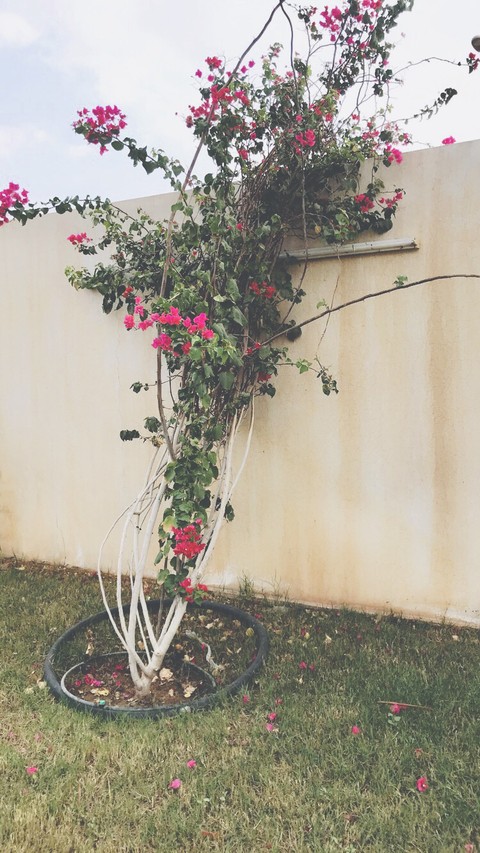 #flowers