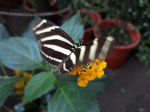 vlinder