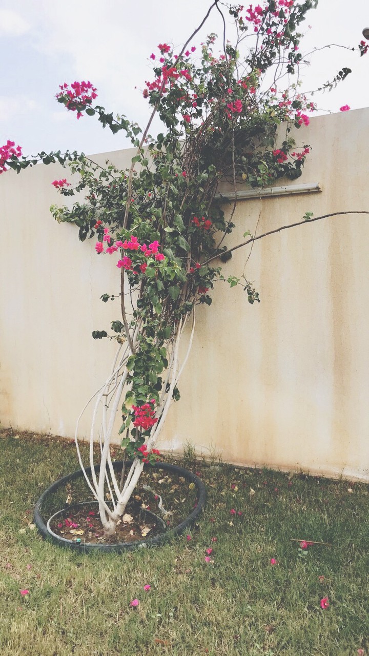 #flowers