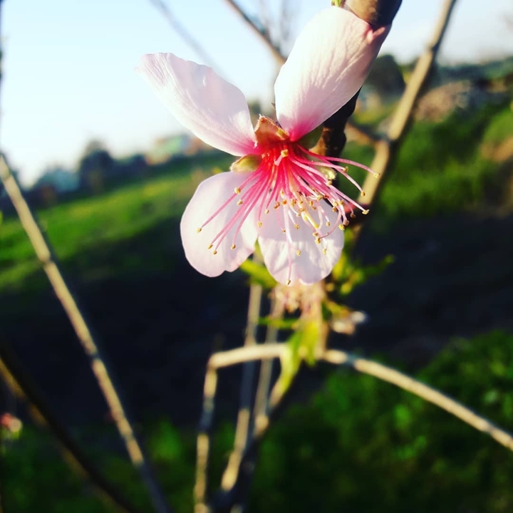 flower ❤❤❤