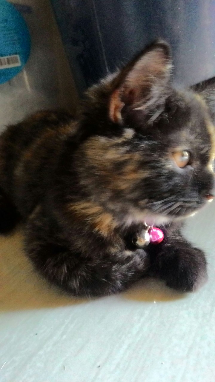 cat