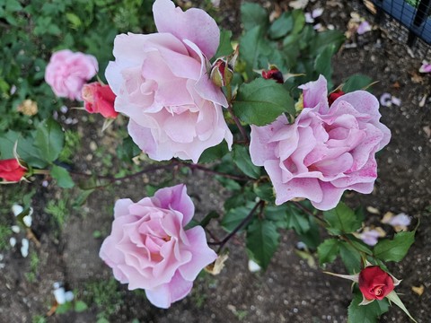 papéis de parede spring, Roses
