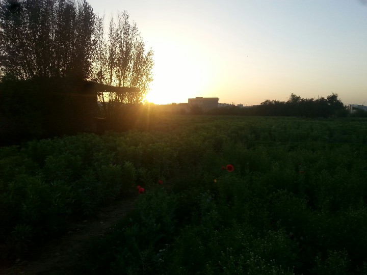 sun