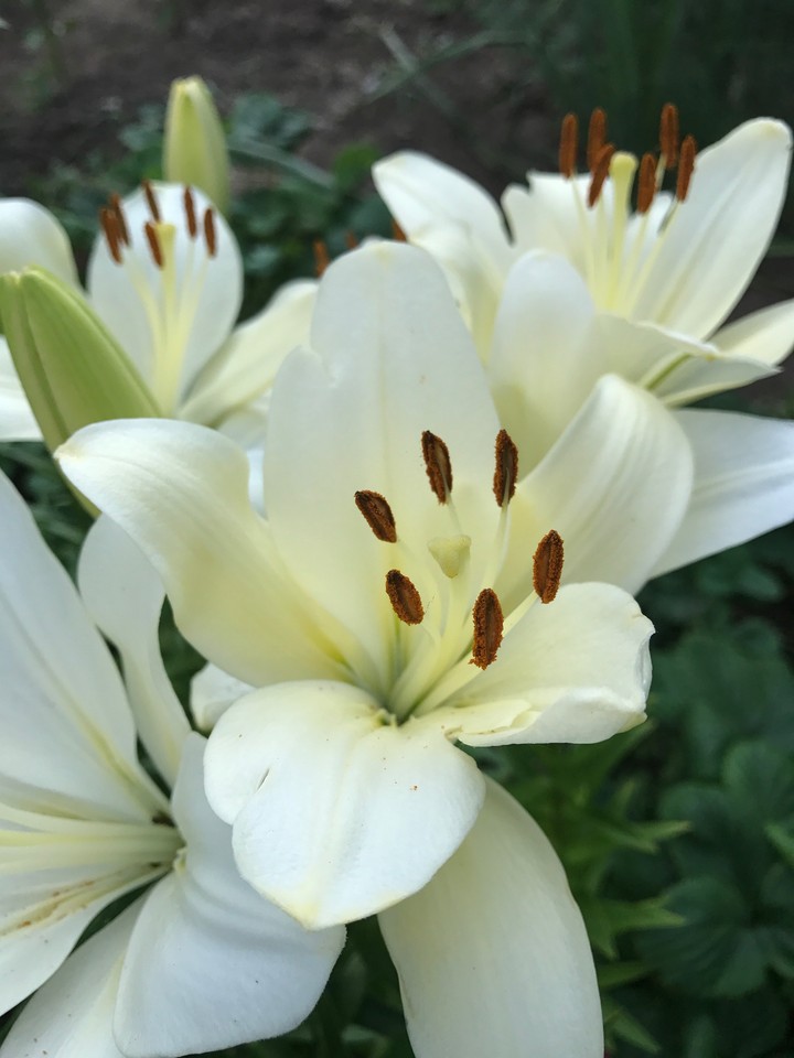 lillies