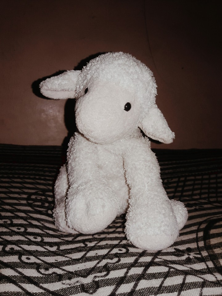 cute sheep (LoLa)