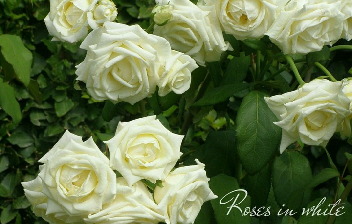 Roses in white.
