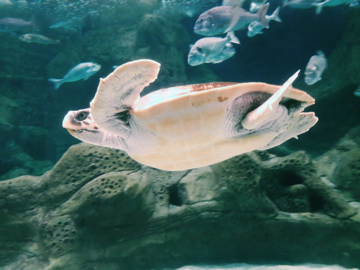 turtle