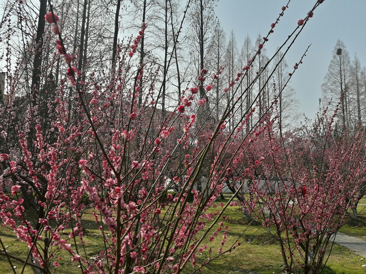 梅花