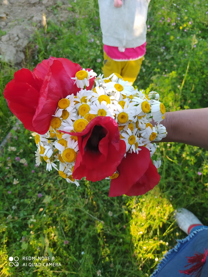 papatya