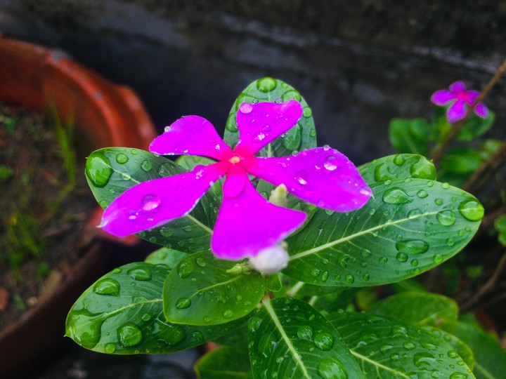 flowers