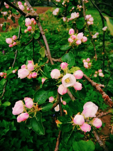 spring