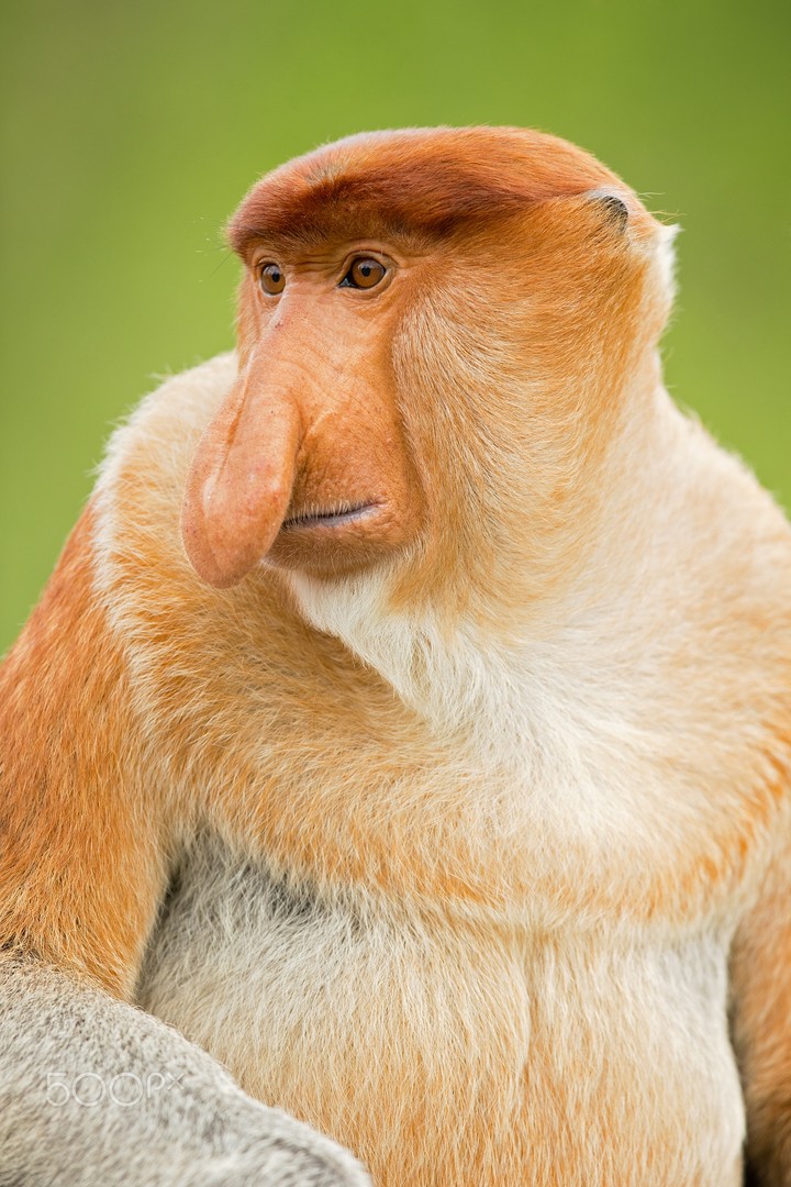 Proboscis Monkey
+ Milan Zygmunt
