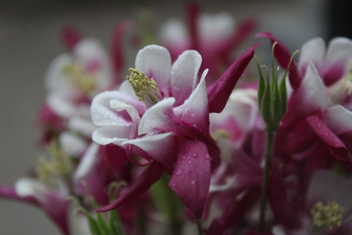 Another flower