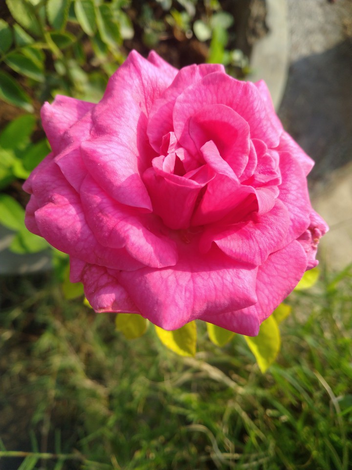 Pink rose