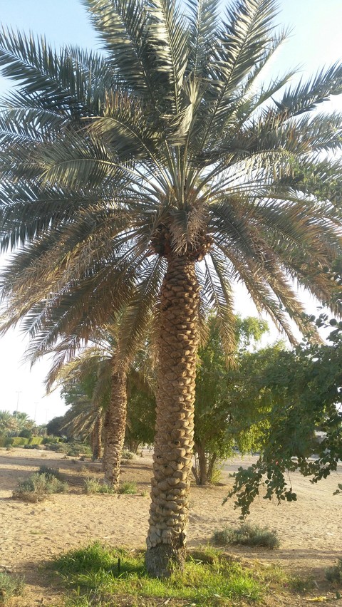 Palm tree
