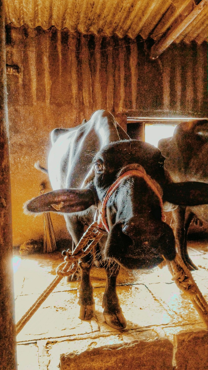 Buffalo