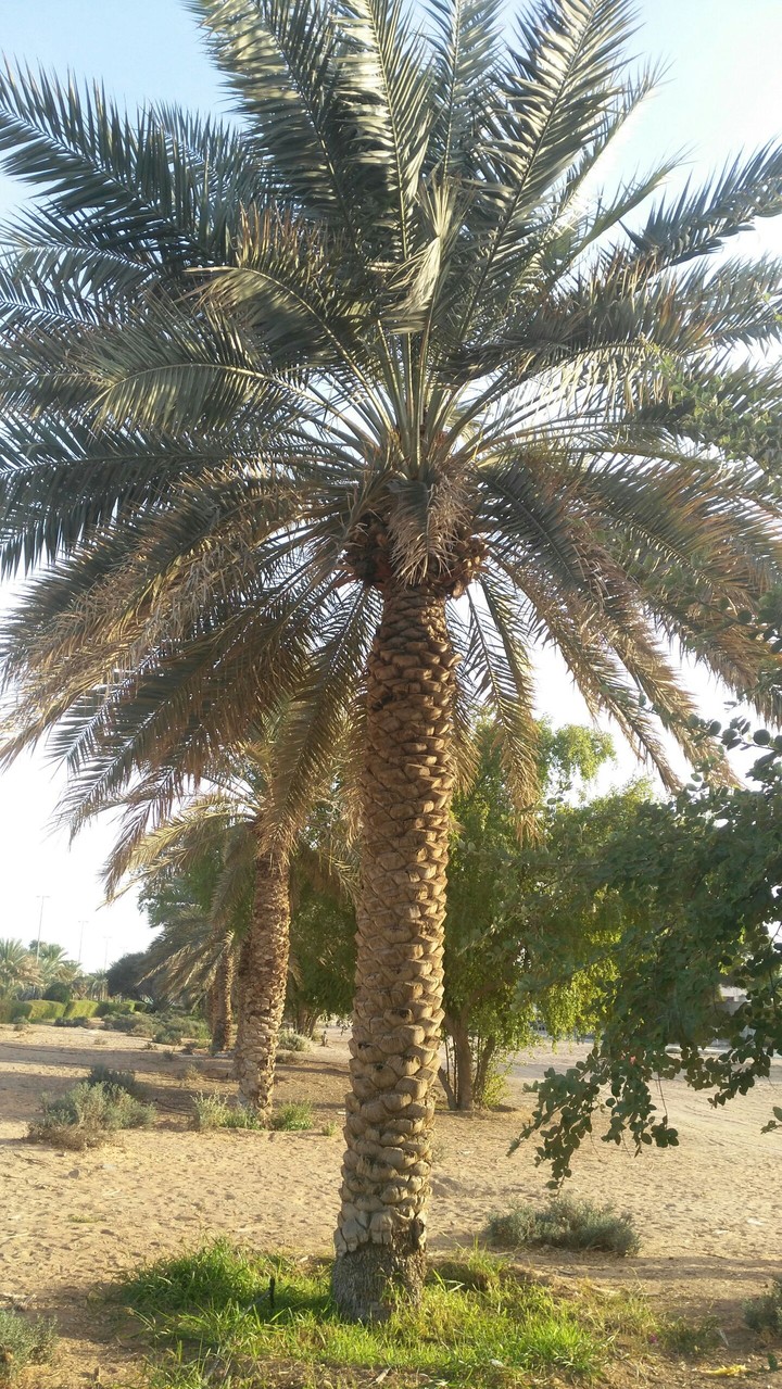 Palm tree