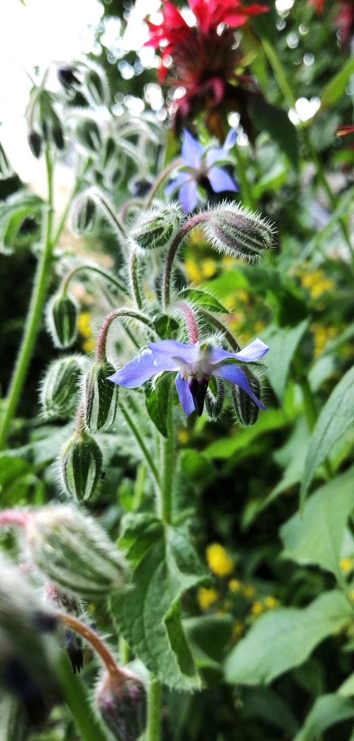 flowers