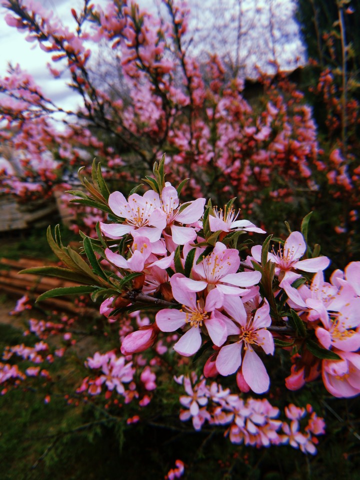 Sakura (almond tree)