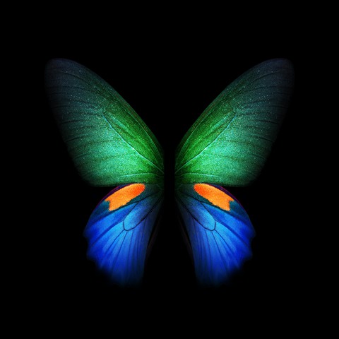 Butterfly