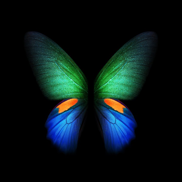 Butterfly