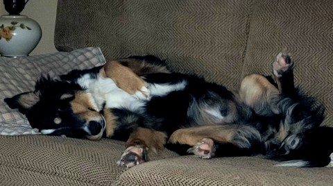 bored, dog壁纸